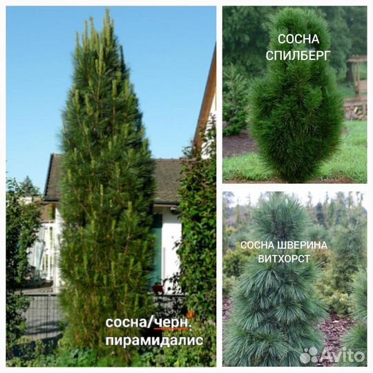 Сосны