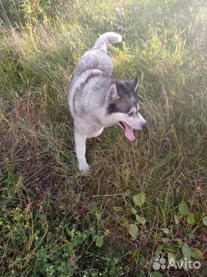 Сибирский хаски в добрые руки