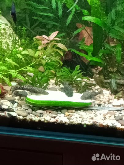 Анцитрусы, грунт, растения