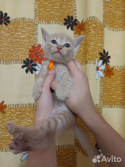 Котики бесплатно