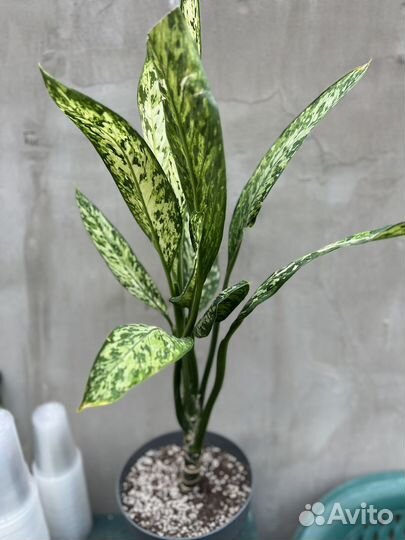 Диффенбахия везувий, компакта