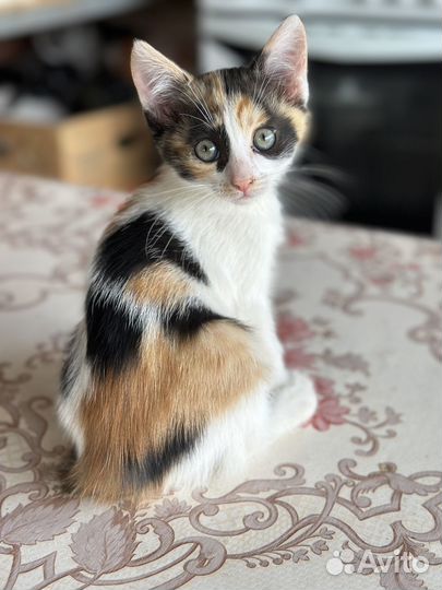 Котенок бесплатно