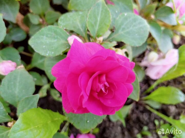 Бальзамины махровые 8 сортов