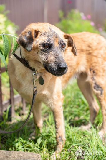 Особенная собака ищем своего Человека
