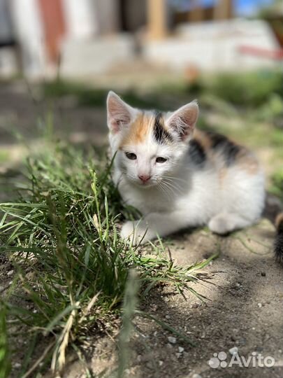 Котята в добрые руки бесплатно