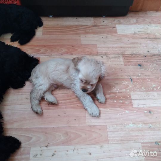 Кокер спаниель