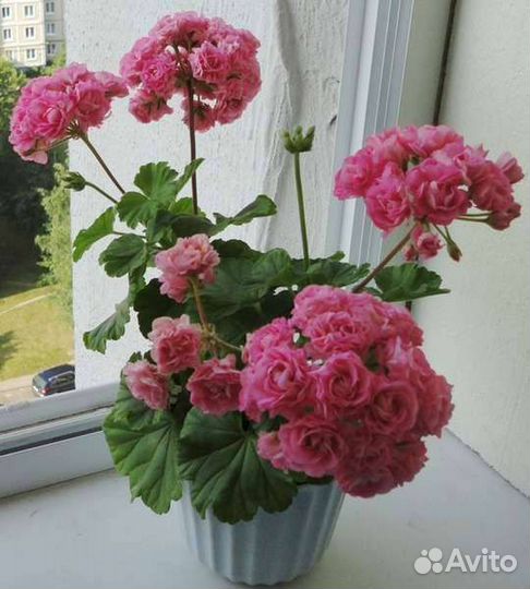 Пеларгония сортовая много сортов виналичии