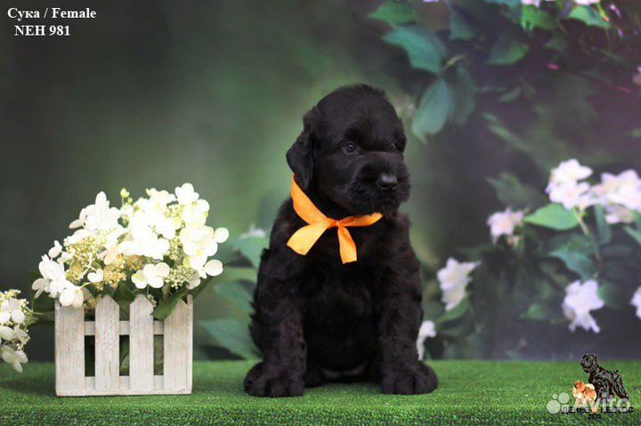 Щенок девочка русский черный терьер