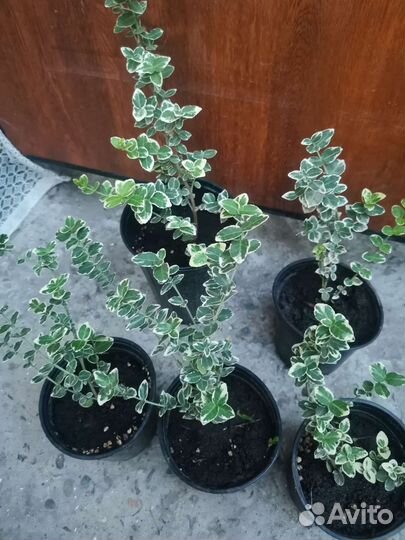 Бересклет форчуна