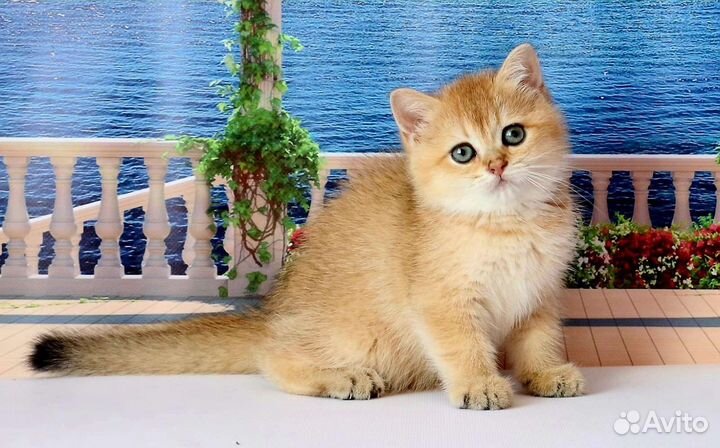 Британская кошка