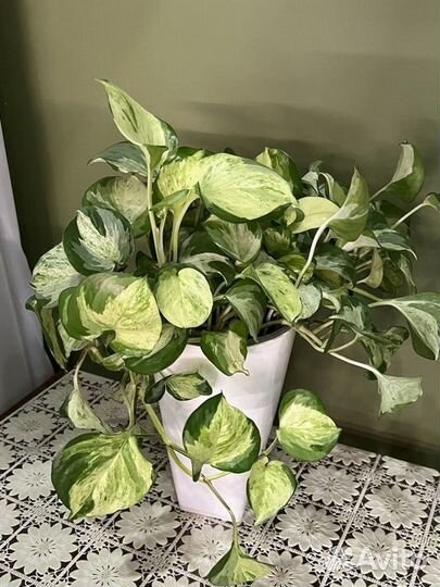 Эпипремнум марбл эппл(хеппи лив, мраморное яблоко)