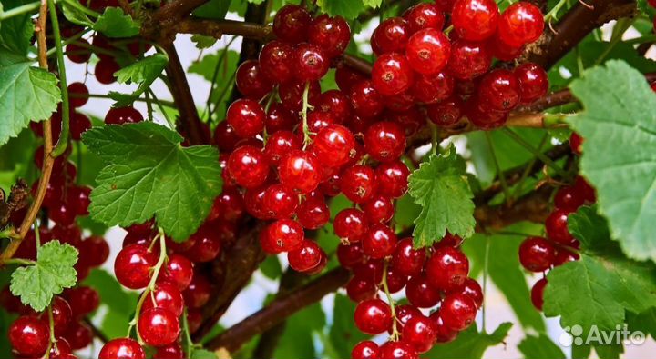 Красная смородина ягоды