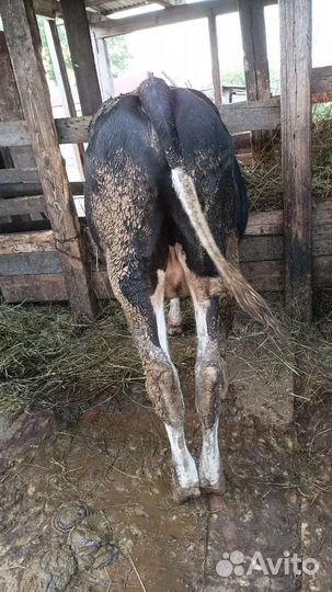 Продам Бычков и телята