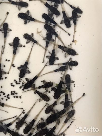 L- сомы, лорикарии, стурисомы,коридорасы