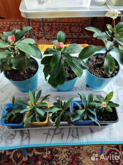 Молочай миля крупноцветковый Хамелеон