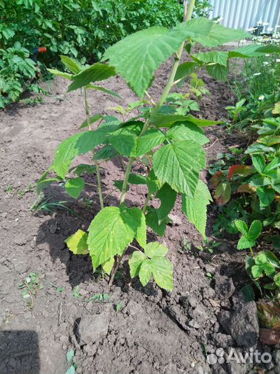 Малина красная, саженцы