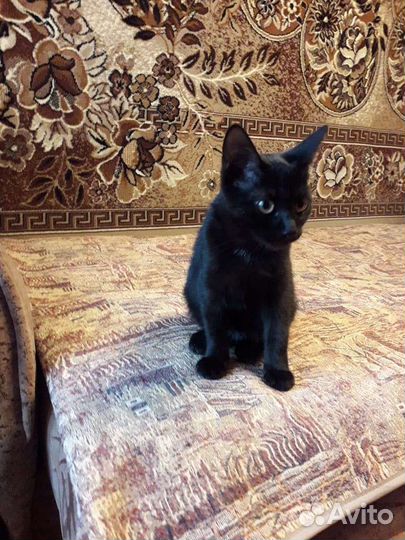 Кошечка в добрые руки