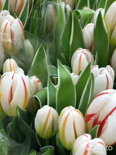 Букет тюльпанов на 8 марта