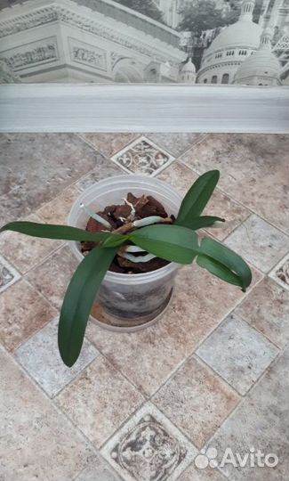 Орхидея белая