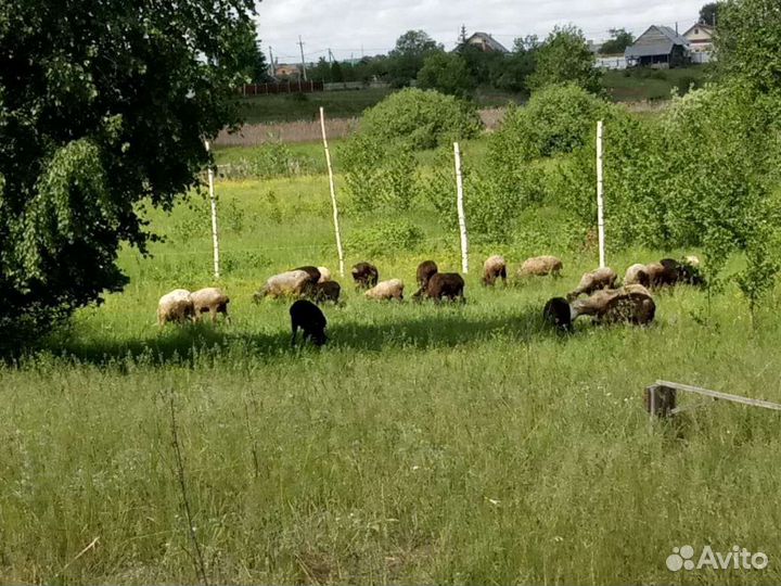 Овцы бараны