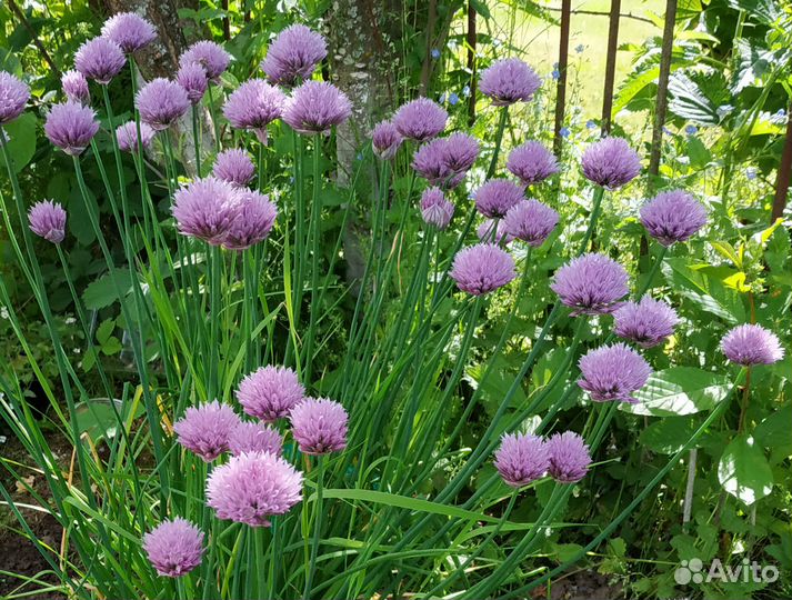 Семена растений (культурные, дикоросы)