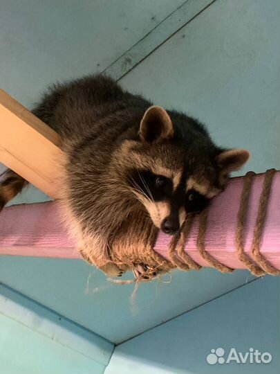 Общение с енотами