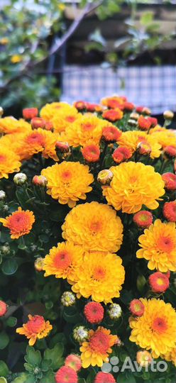 Хризантемы мультифлора и корейская