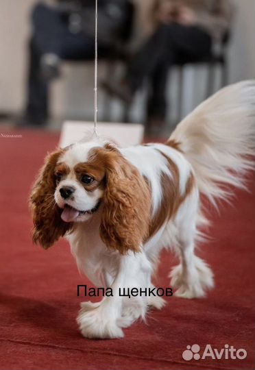 Кавалер кинг чарльз спаниель щенки