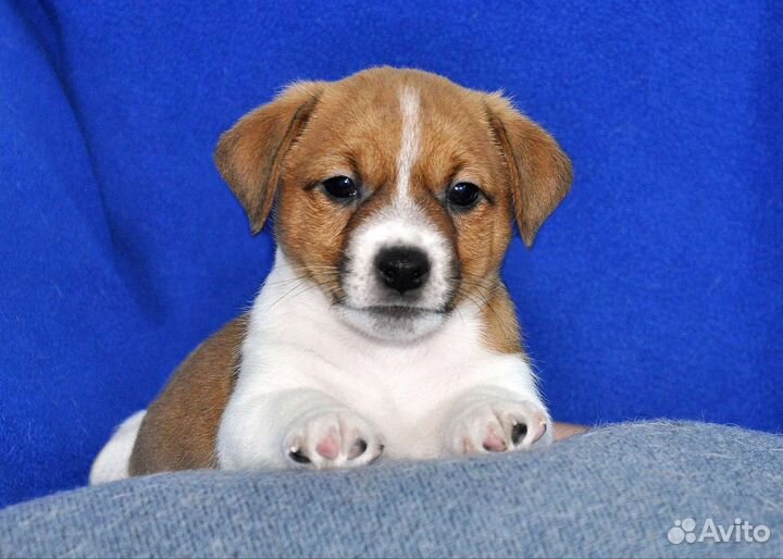 Щенок джек Рассел терьер