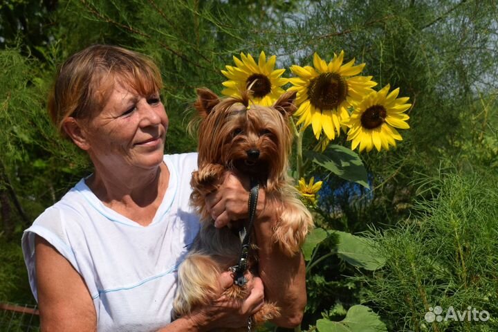 Йоркширский терьер. Вязка