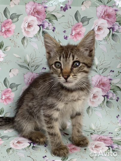 Котенок