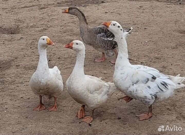 Индюки, гуси