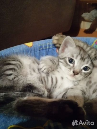 Котята в добрые руки бесплатно