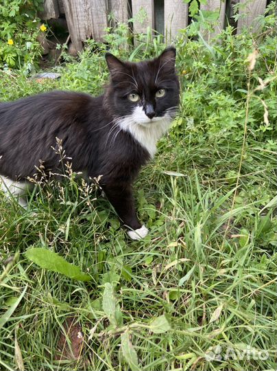 Норвежская лесная