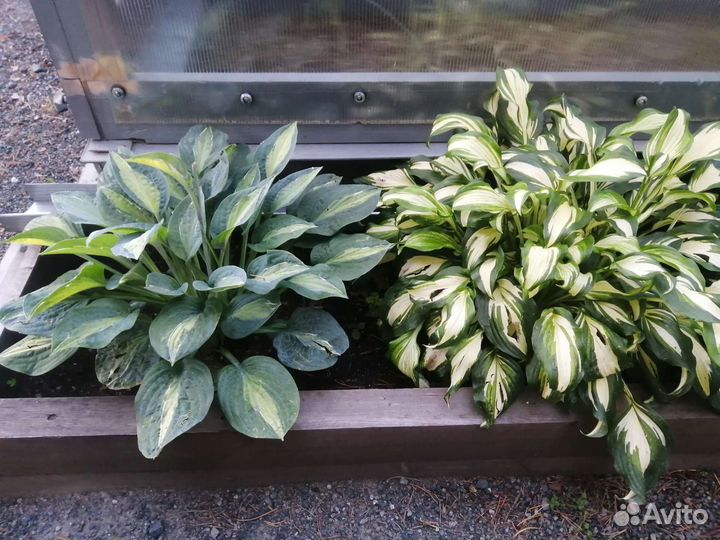 Хоста растение