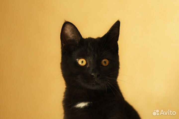 Котенок в добрые руки