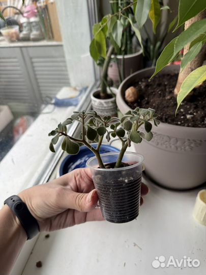 Аихризон дерево любви