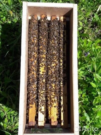 Пчелопакеты