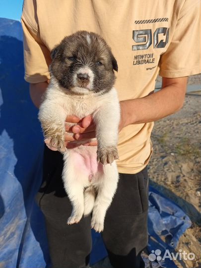 Отдам бесплатно щенки