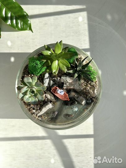 Флорариум с суккулентами