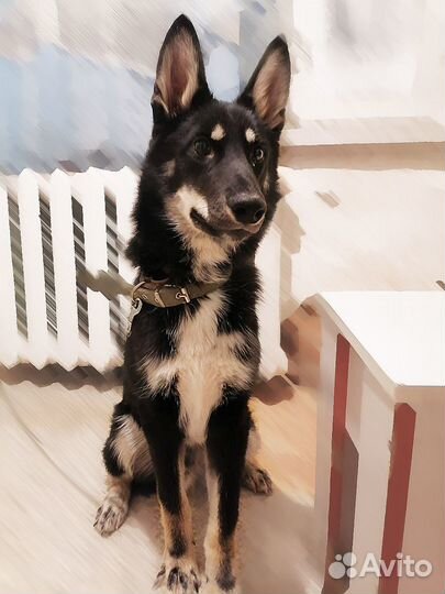 Щенок ищет дом