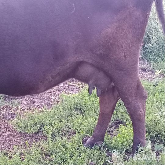 Продам корову вторым отёлом. Бобринка. 55.000