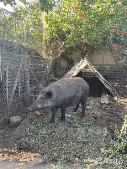 Дикий кабан