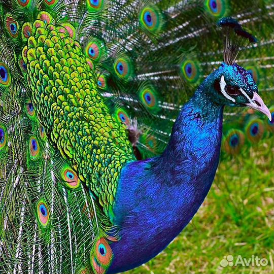 Черноплечий павлин