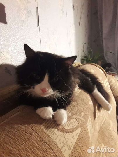 Котята 1,5 мес