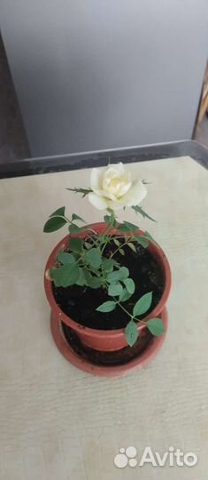 Роза комнатная домашняя