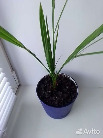 Финиковая пальма