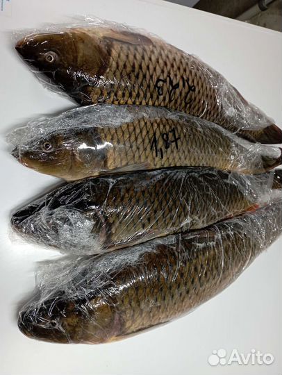 Рыба Карась. Сазан. Свежемороженная