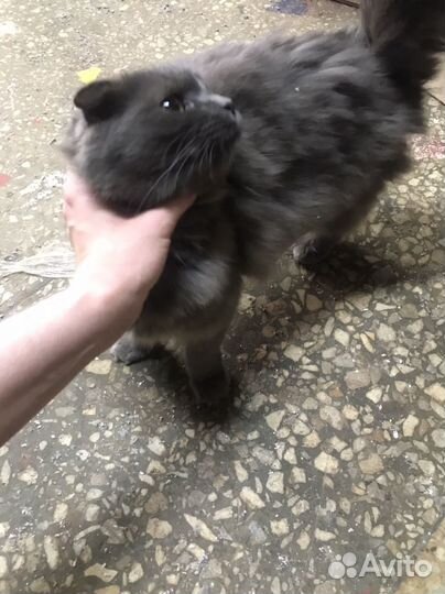 Кошечка очень ищет дом