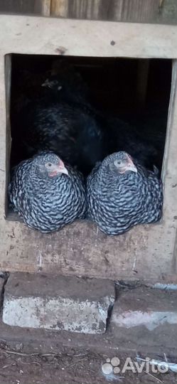 И/я.цыплята